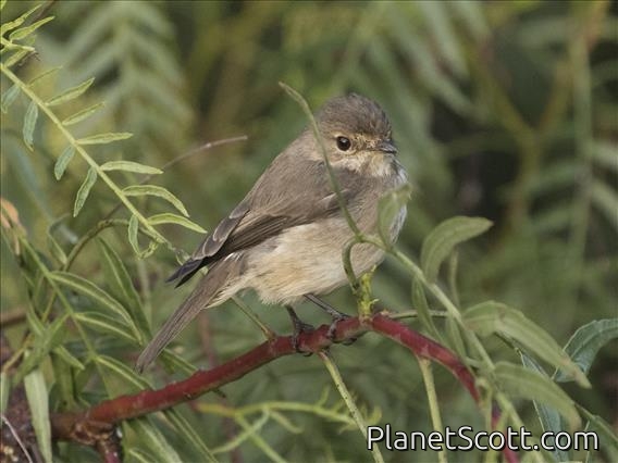 Dusky-brown Flycatcher (Muscicapa adusta)