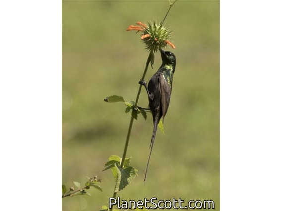 Bronze Sunbird (Nectarinia kilimensis)
