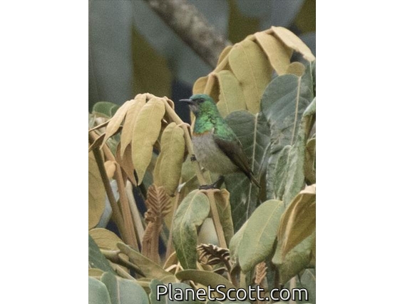 Green Sunbird (Anthreptes rectirostris)