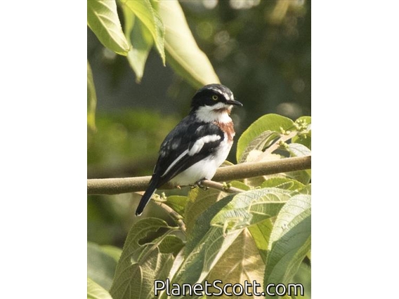 Chinspot Batis (Batis molitor) - Female