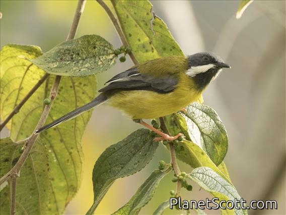 Black-throated Apalis (Apalis jacksoni)