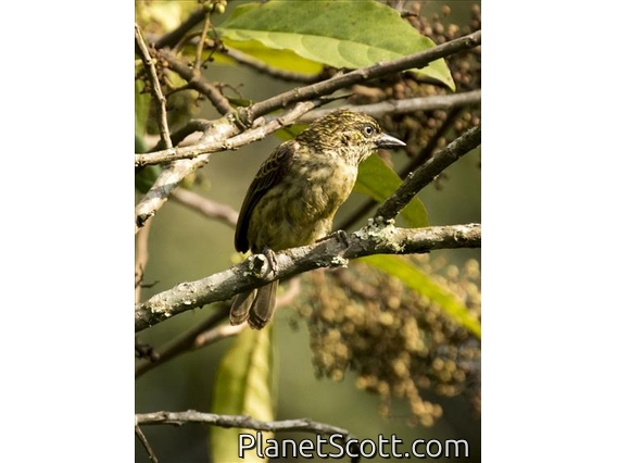 Speckled Tinkerbird (Pogoniulus scolopaceus)