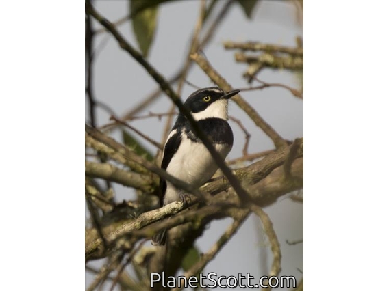Chinspot Batis (Batis molitor) - Male