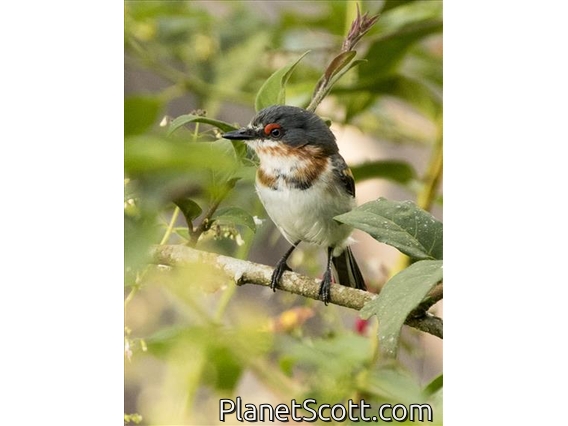Brown-throated Wattle-eye (Platysteira cyanea) - Juvenile