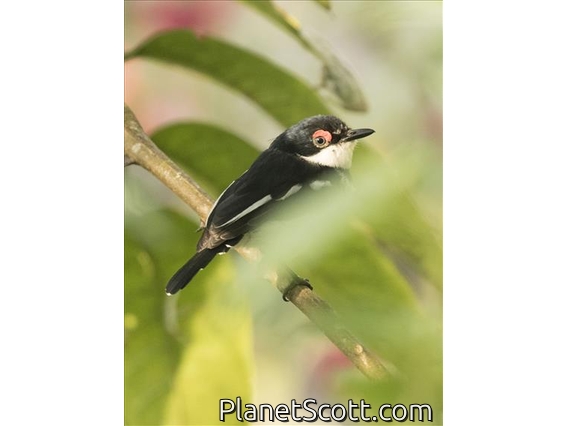 Brown-throated Wattle-eye (Platysteira cyanea) - Male