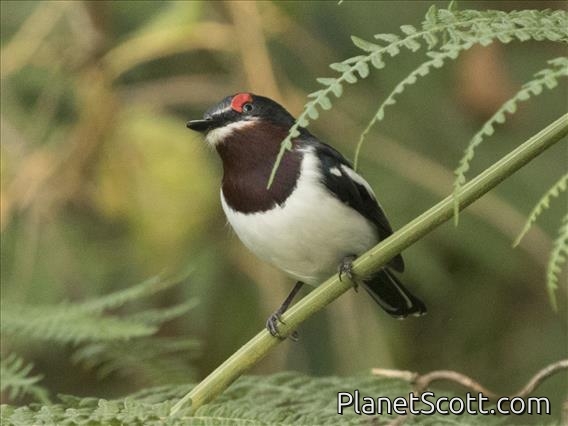 Brown-throated Wattle-eye (Platysteira cyanea) - Female