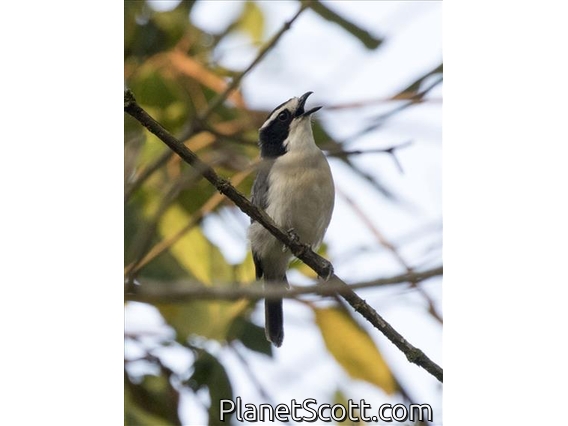 Gray-green Bushshrike (Telophorus bocagei)