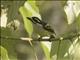Yellow-rumped Tinkerbird (Pogoniulus bilineatus)
