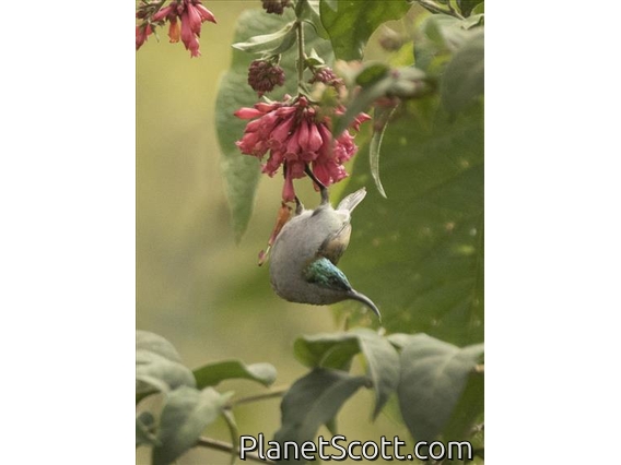 Green-headed Sunbird (Cyanomitra verticalis) - Female