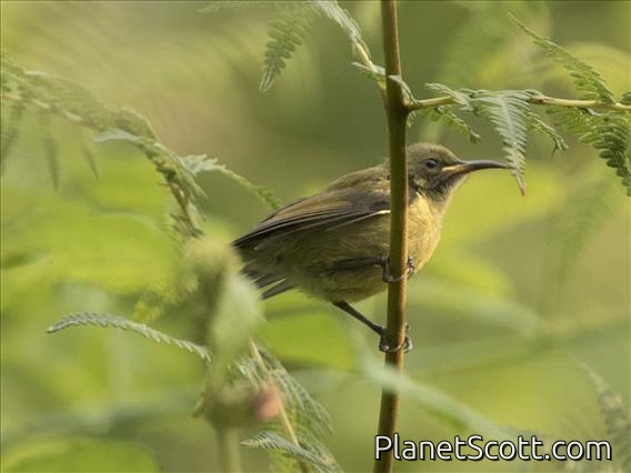 Unidentified Female Sunbird