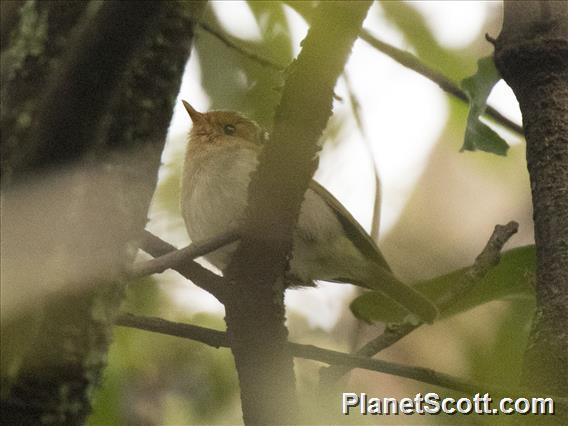 Red-faced Woodland-Warbler (Phylloscopus laetus)