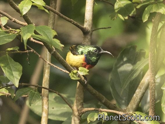 Regal Sunbird (Cinnyris regius)