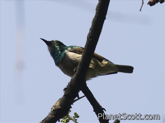 Green-headed Sunbird (Cyanomitra verticalis) - Female