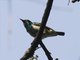Green-headed Sunbird (Cyanomitra verticalis) - Female