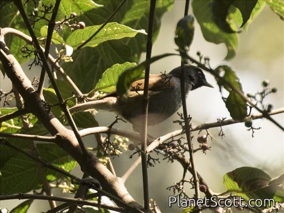 Rwenzori Hill-Babbler (Sylvia atriceps)