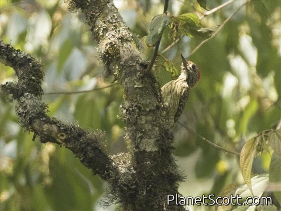 Cardinal Woodpecker (Dendropicos fuscescens) - Male