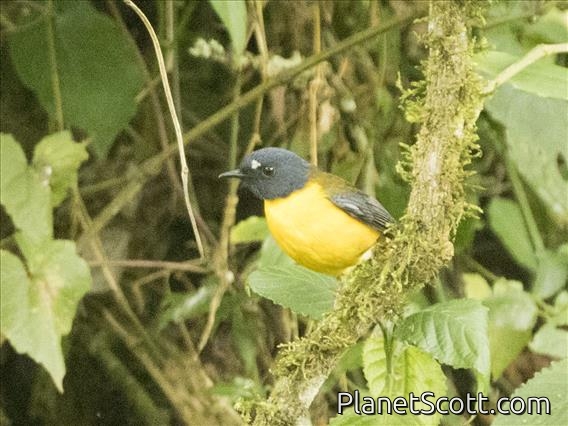 White-starred Robin (Pogonocichla stellata)