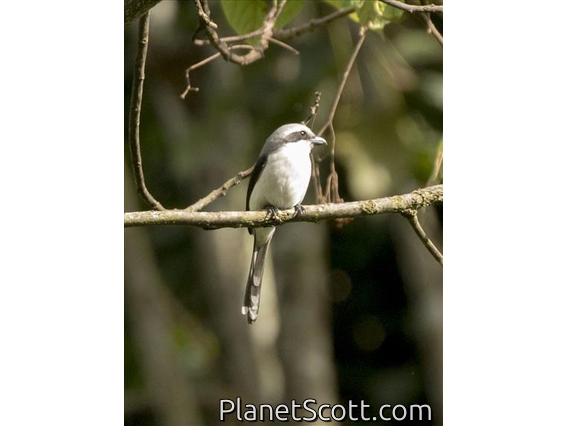 Mackinnon's Shrike (Lanius mackinnoni)