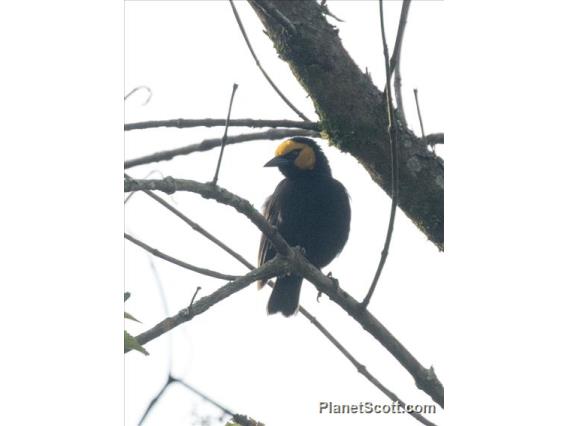 Black-billed Weaver (Ploceus melanogaster)