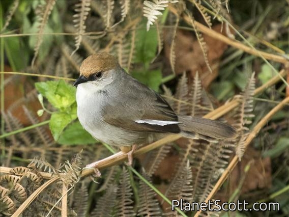 Chubb's Cisticola (Cisticola chubbi)