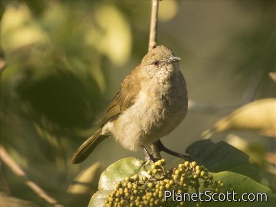 Slender-billed Greenbul(Stelgidillas gracilirostris)