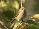 Slender-billed Greenbul(Stelgidillas gracilirostris)