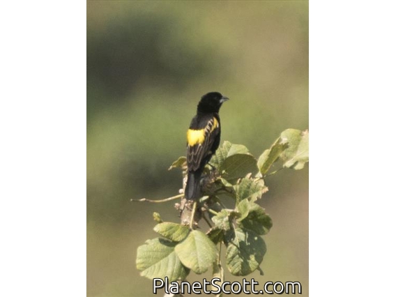 Yellow Bishop (Euplectes capensis) - Male