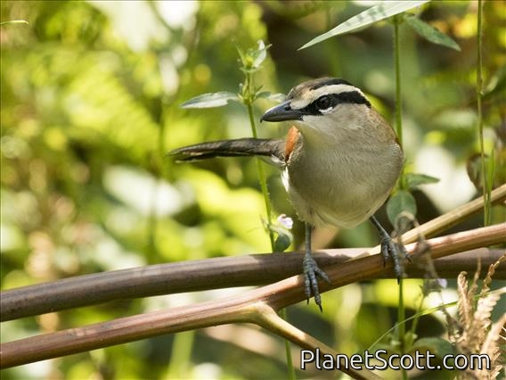 Brown-crowned Tchagra (Tchagra australis)