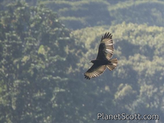 Mountain Buzzard (Buteo oreophilus)