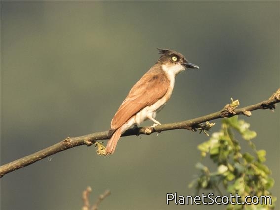 Black-and-white Shrike-flycatcher (Bias musicus) - Female