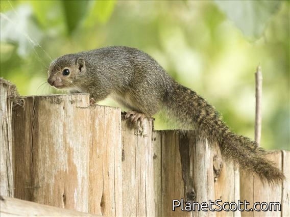 Rwenzori Sun Squirrel (Heliosciurus ruwenzorii)