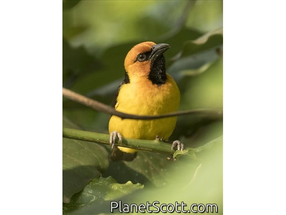 Black-necked Weaver (Ploceus nigricollis) - Male