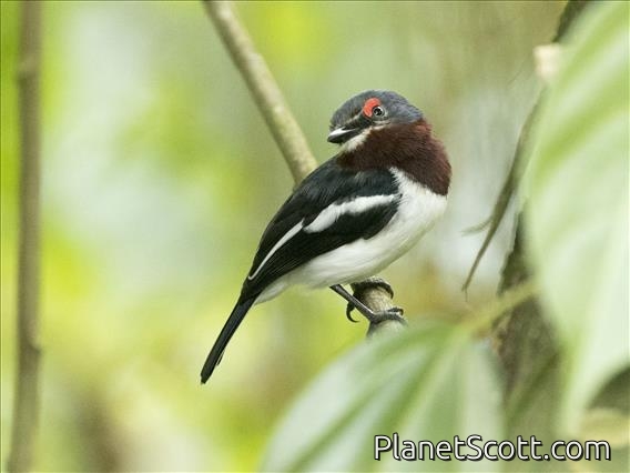 Brown-throated Wattle-eye (Platysteira cyanea)