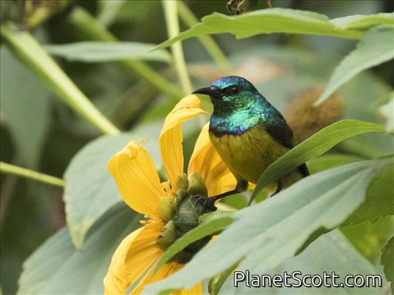 Collared Sunbird (Hedydipna collaris) - Male
