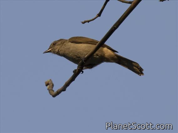 Slender-billed Greenbul (Stelgidillas gracilirostris)