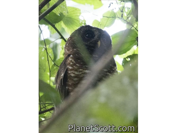 African Wood-Owl (Strix woodfordii)