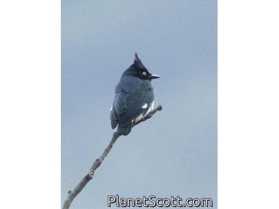 Black-and-white Shrike-flycatcher (Bias musicus) - Male