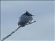 Black-and-white Shrike-flycatcher (Bias musicus) - Male