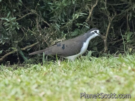 Tambourine Dove (Turtur tympanistria)