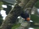Red-headed Malimbe (Malimbus rubricollis)