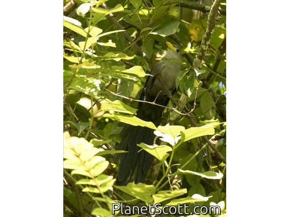 Blue Malkoha (Ceuthmochares aereus)