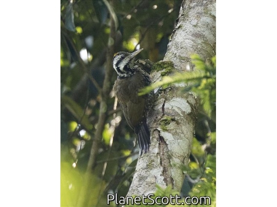 Golden-crowned Woodpecker (Dendropicos xantholophus)
