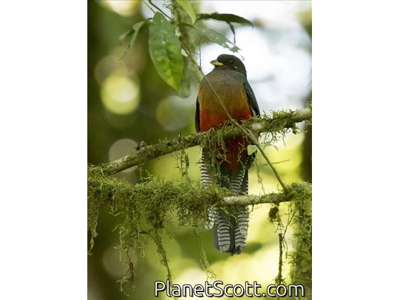 Bar-tailed Trogon (Apaloderma vittatum) - Female