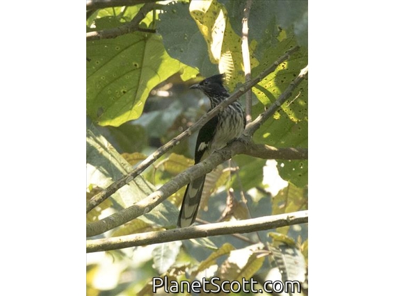 Levaillant's Cuckoo (Clamator levaillantii)