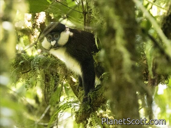 Red-tailed Monkey (Cercopithecus ascanius)