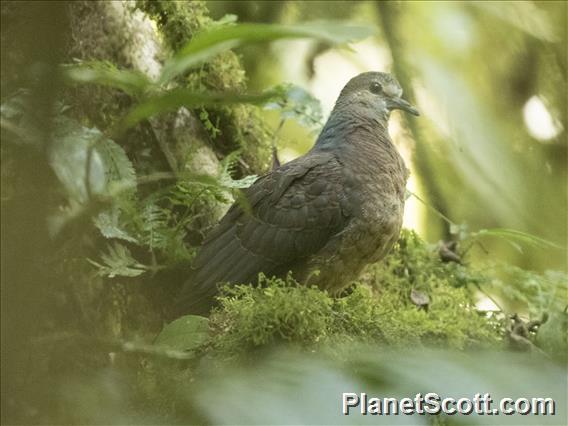 Bronze-naped Pigeon (Columba iriditorques)