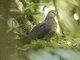 Western Bronze-naped Pigeon (Columba iriditorques)