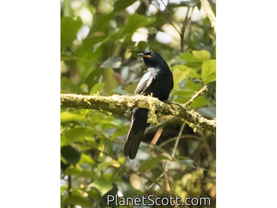 Petit's Cuckooshrike (Campephaga petiti) - Male