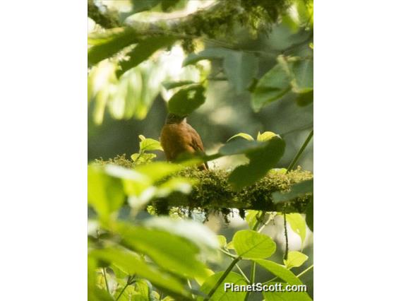 Rufous Flycatcher-Thrush (Stizorhina  fraseri)