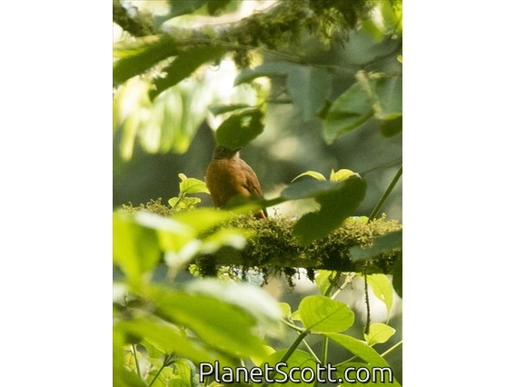 Rufous Flycatcher-Thrush (Neocossyphus fraseri)